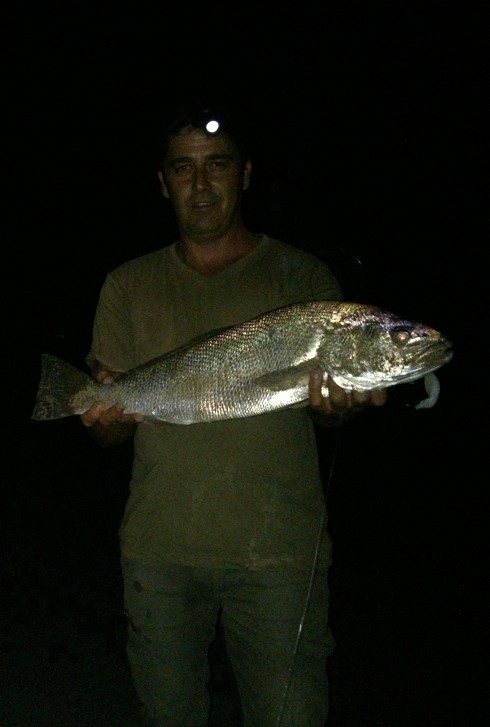 Corvina noche