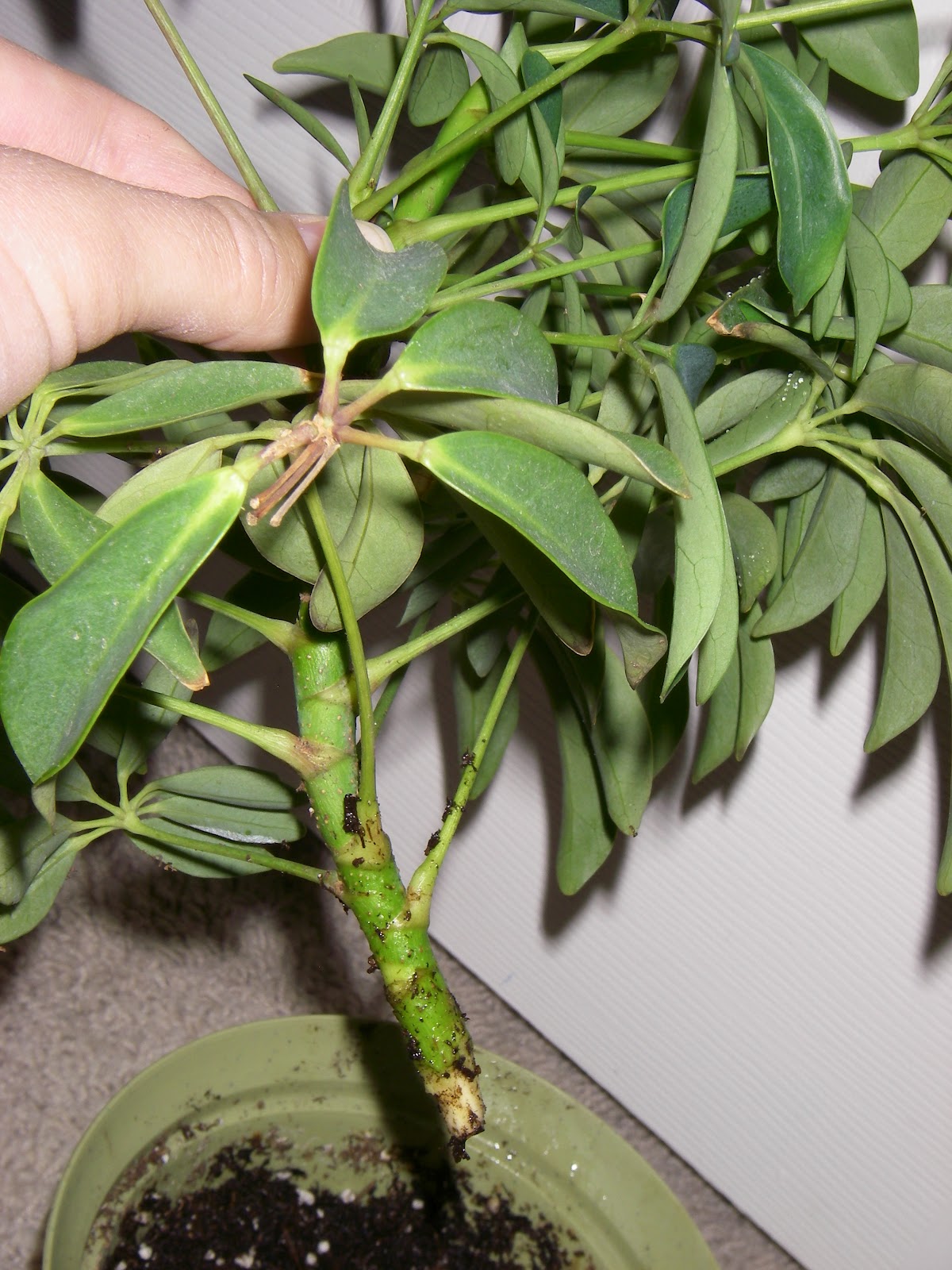 The Crafts We Do Planting the cutting of a Dwarf Umbrella Plant