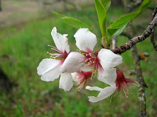 Fruit tree in bloom at Lake Solano County Park