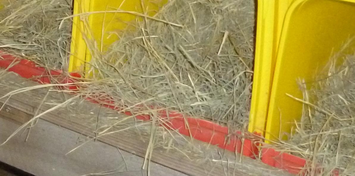 Stealth Survival Homesteading Project DIY Chicken Nesting Boxes