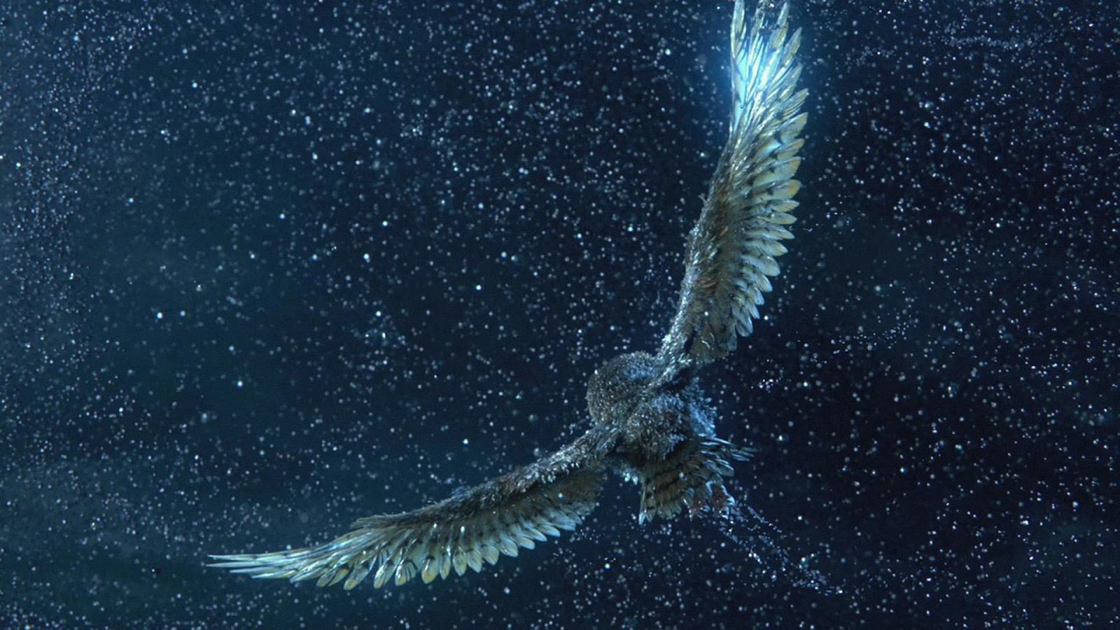 Legend of the Guardians The Owls of Ga'Hoole Wallpapers | Wallpaper Albums