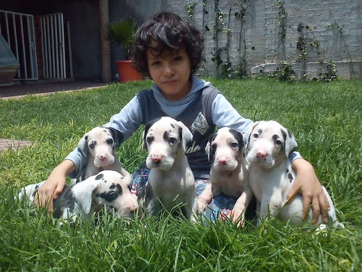 HERMOSOS CACHORROS (4 semanas)