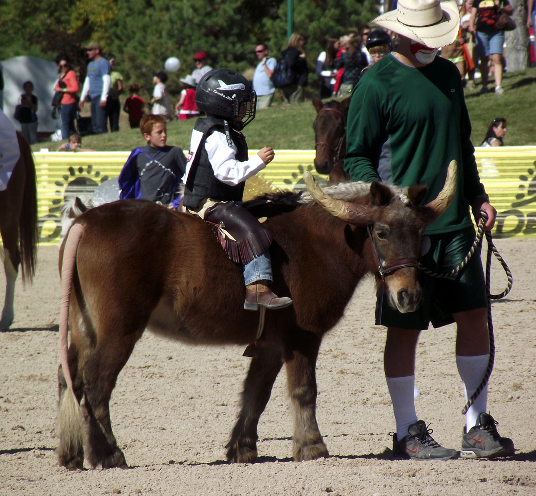 Horse Fancy Dress Ideas American football?