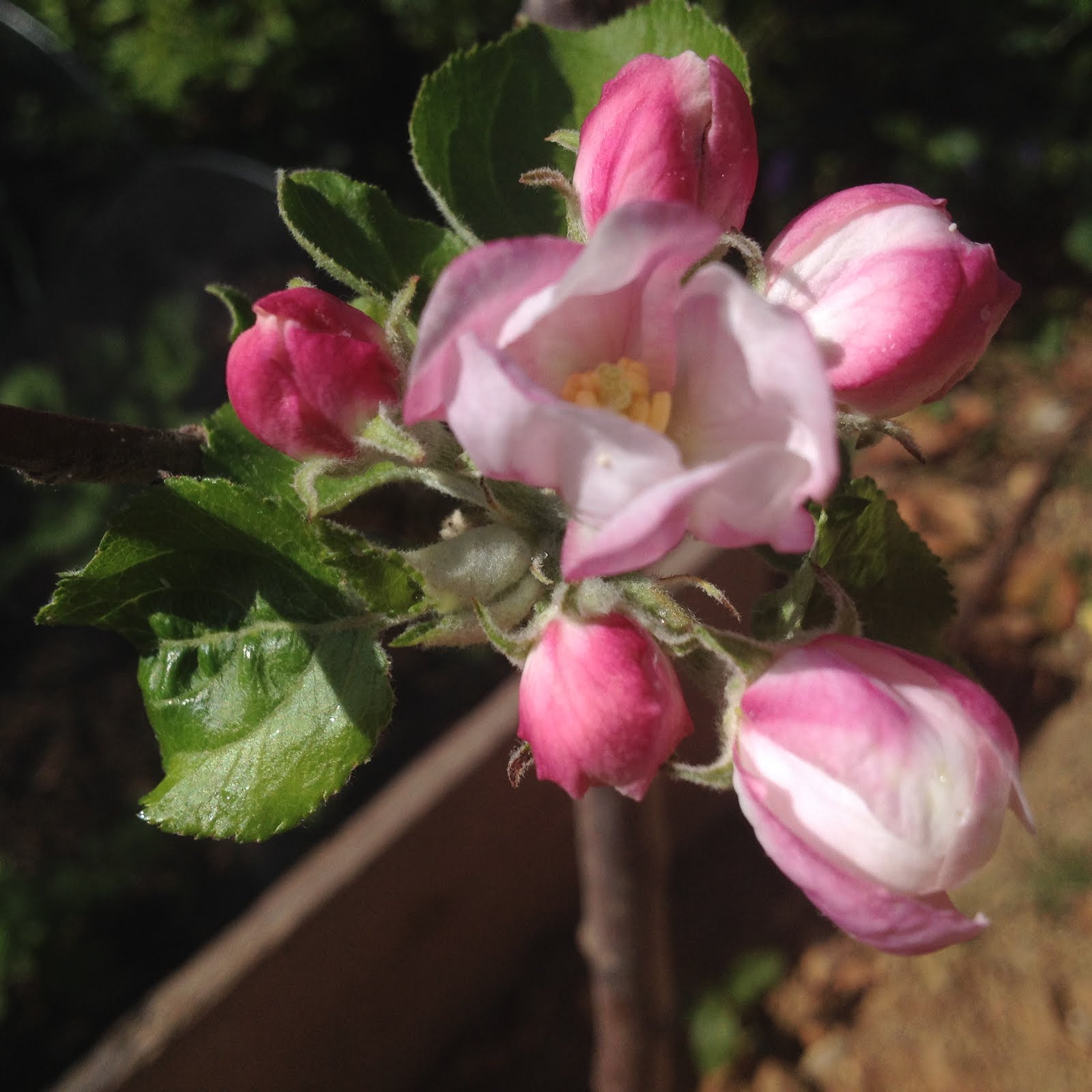 Pommier en fleurs