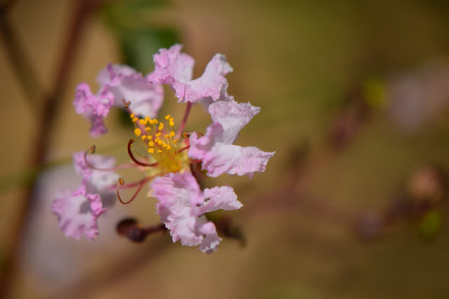 Lagerstroemia indica "Rhapsody in Pink", crape myrtle, crepe myrtle, small sunny garden, desert, hot climate garden