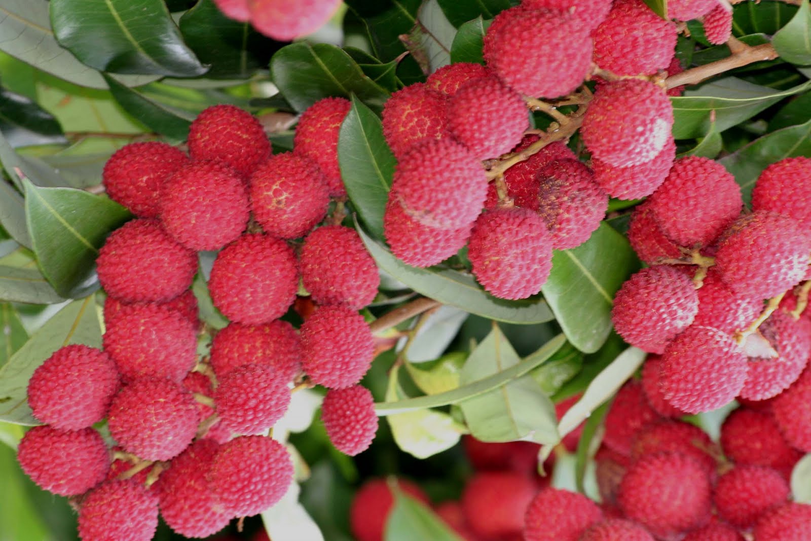 Fruit Warehouse Lychee ( Litchi chinensis )