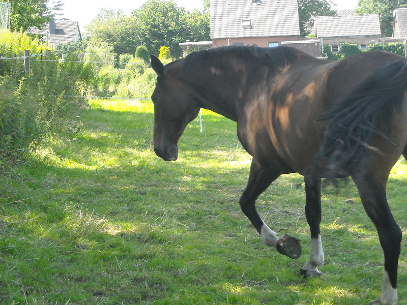 Antjescheumann My Life In All Facets