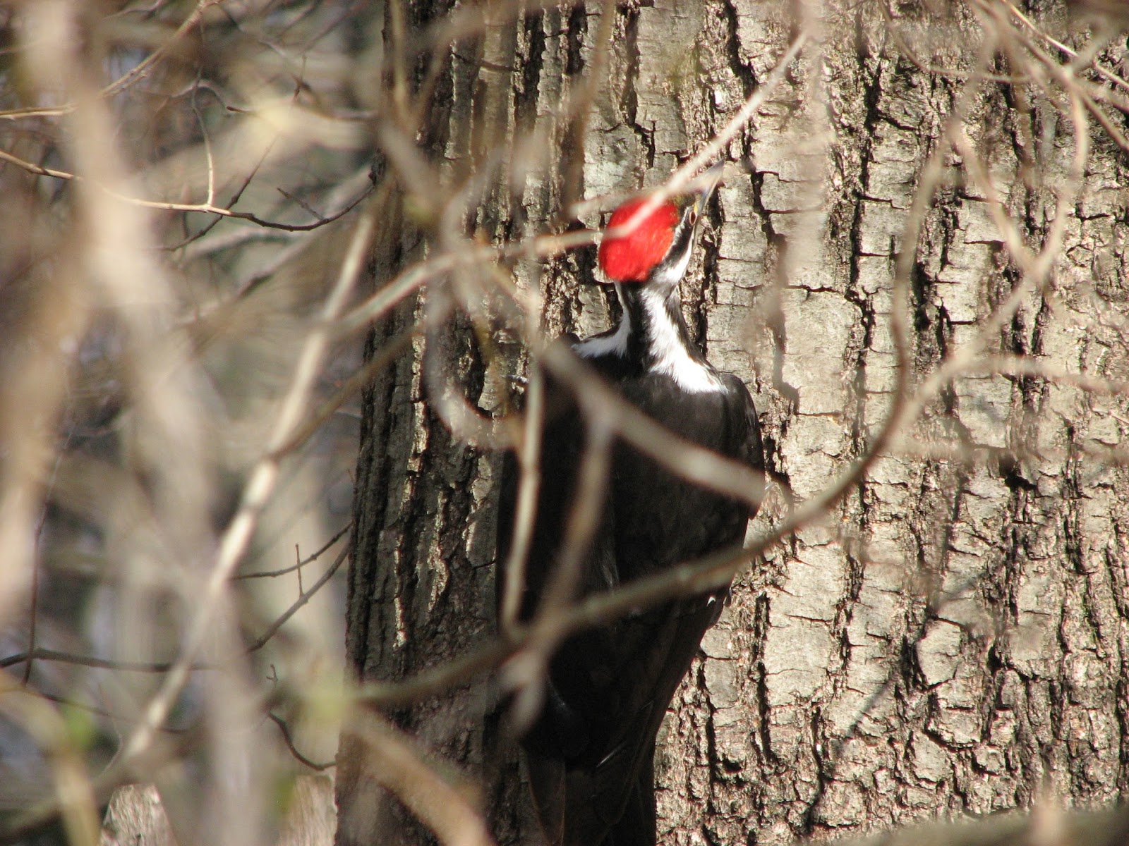 South Burlington birds: Pileated Woodpecker photos | South Burlington