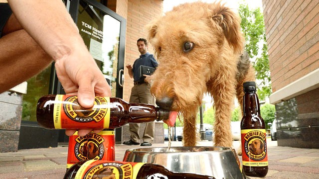 Você já viu cerveja para cachorros Bowswe Beer