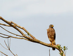 ROAD-SIDE HAWK