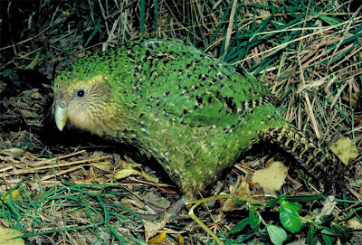 10 طيور لاتستطيع الطيران Kakapo+whole+animal+lateral+copy