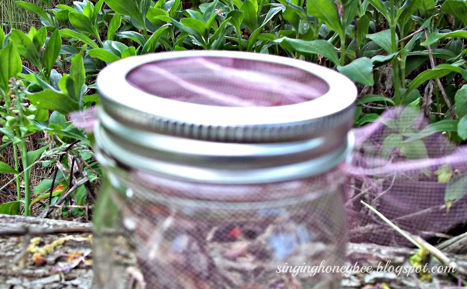 Singing Honey Bee Mason Jar Bug Catcher