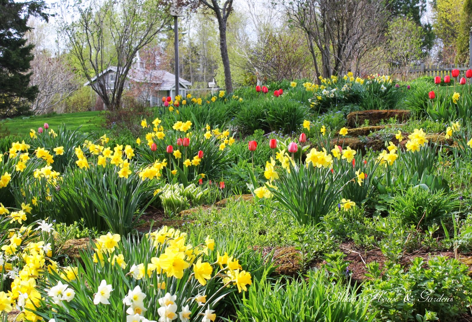 Home And Garden Information Center The Winners And Our Spring Garden