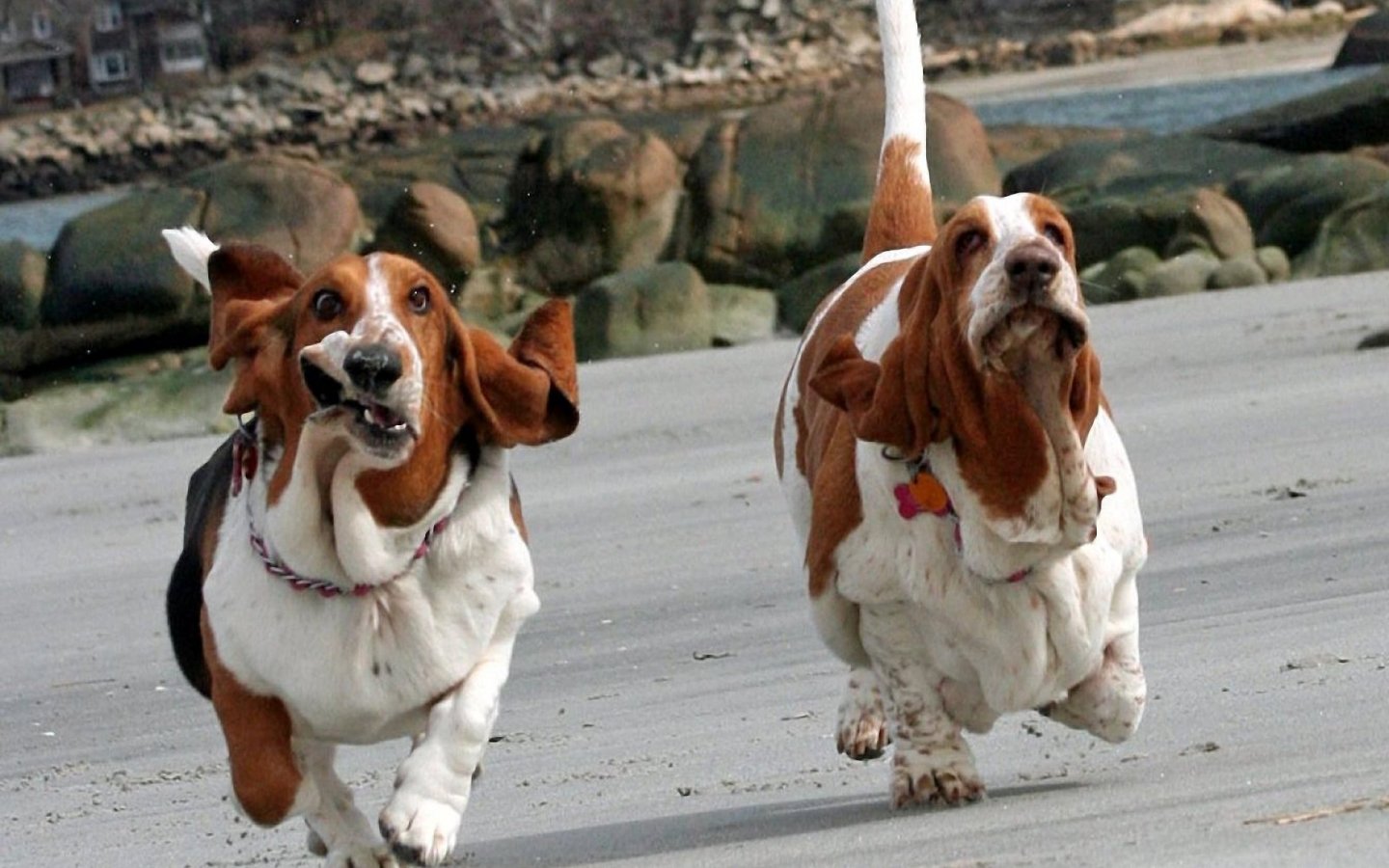 The Basset Hound Lovely & Cute Puppy Information & Facts Animals Lover