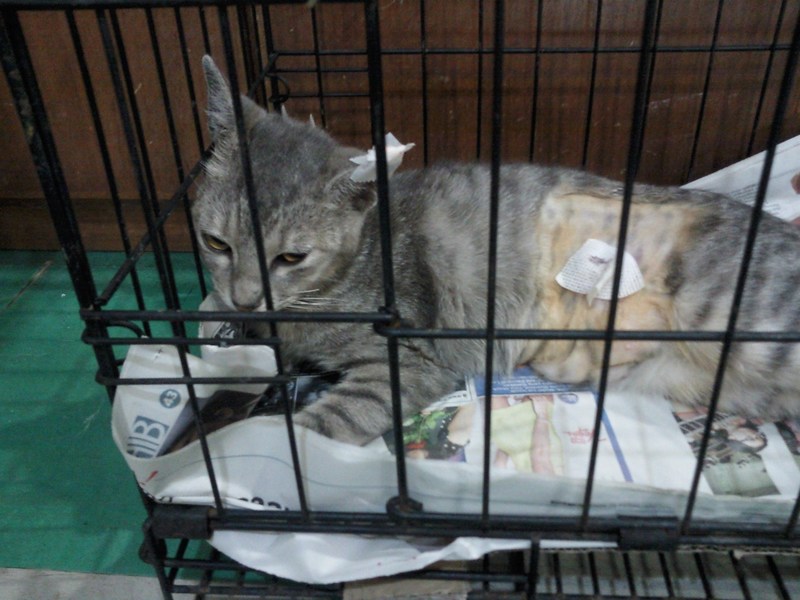A female cat spayed (Yap Siew Hwa’s) « AnimalCare