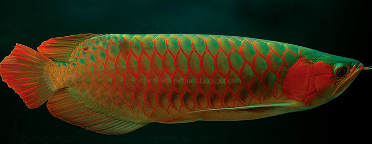 watch milfs for free asian fish name tropical