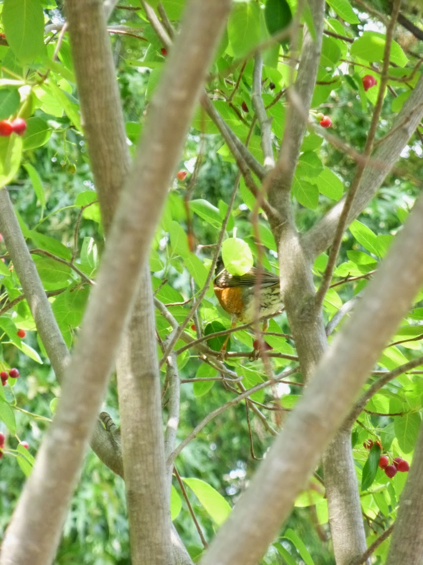 Garden Of Aaron A New Taste Serviceberry