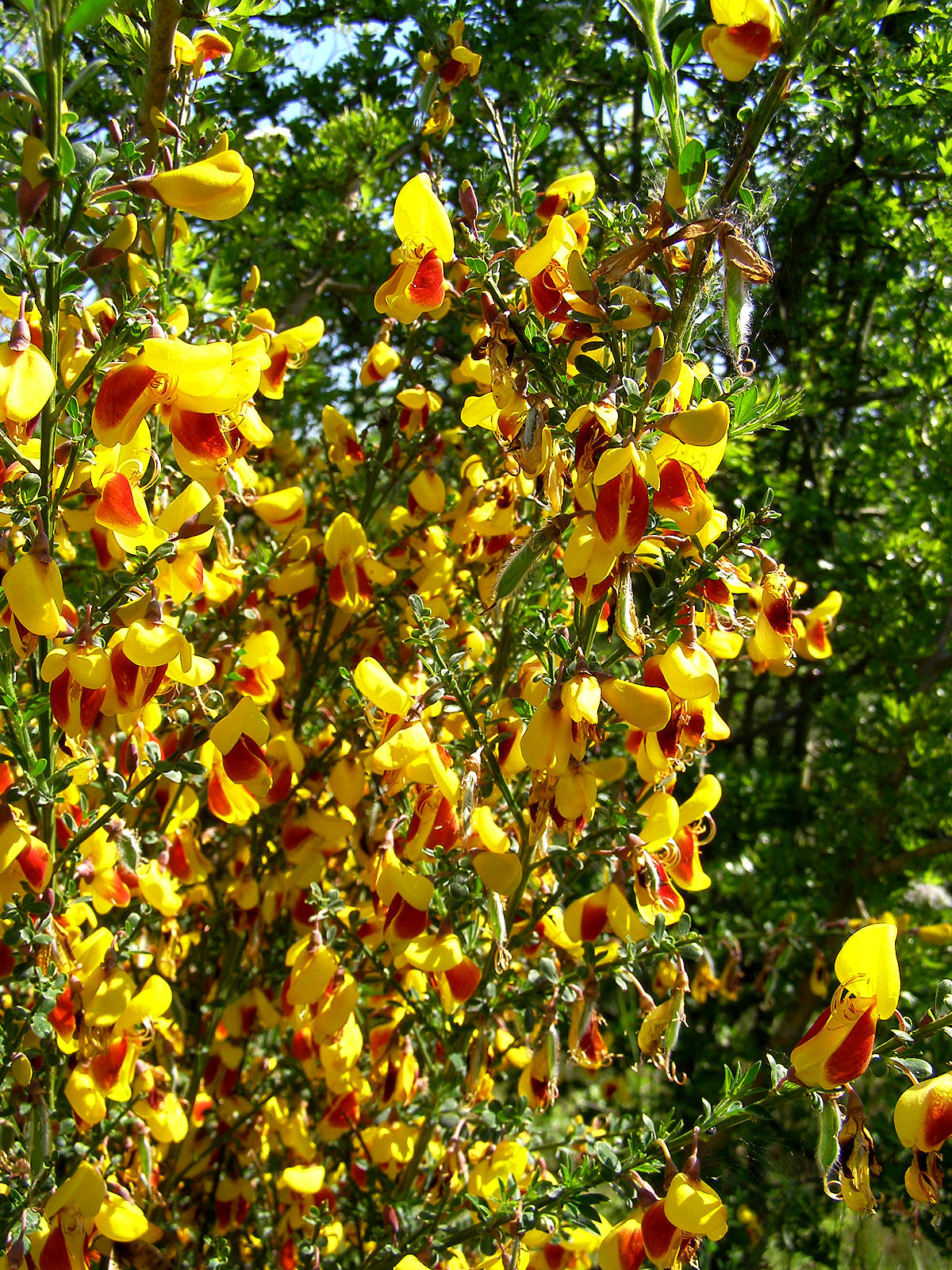 Liliana Usvat Reforestation And Medicinal Use Of The Trees