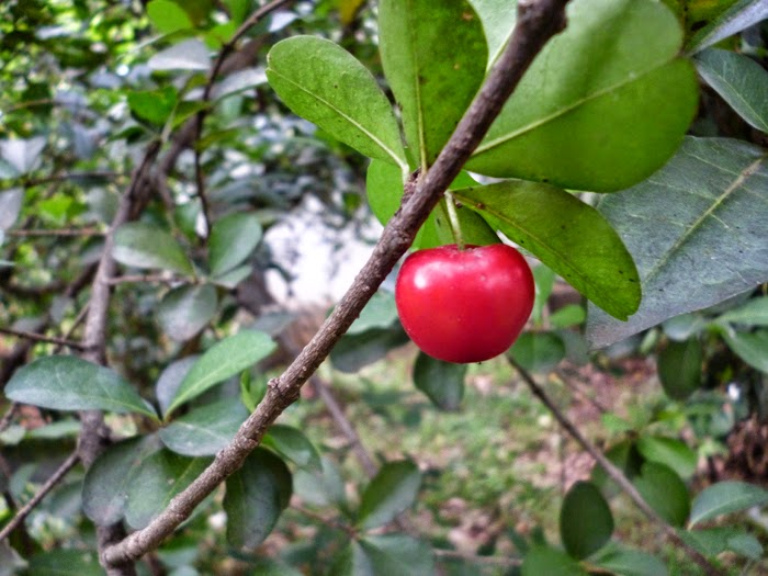 Malpighia, Wild crepe myrtle, Acerola fruit