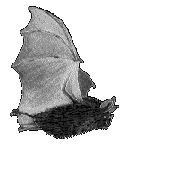 Resultado de imagem para morcego gif