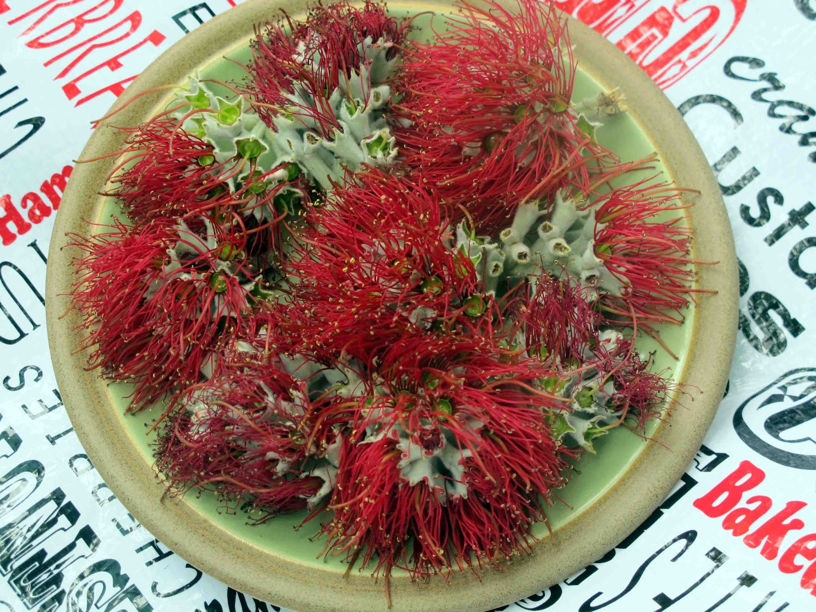 Shoot and Eat Pohutakawa ( The New Zealand Christmas Tree)