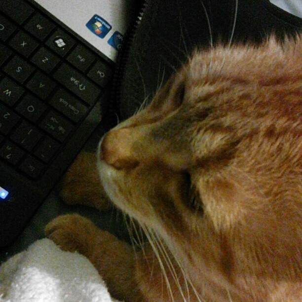 orange tabby personality orange tabby personality