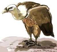 Griffon Vulture is a bird painting by Artmagenta