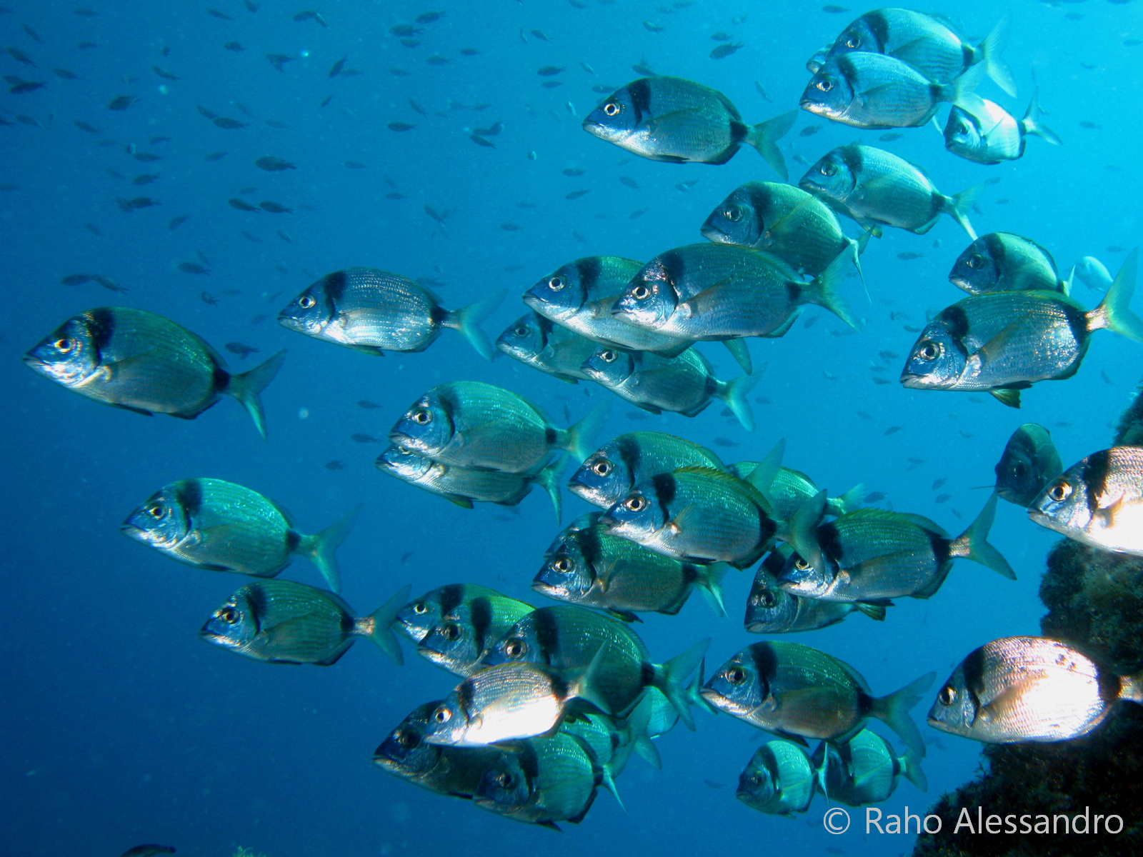 Pic (Diplodus puntazzo) Sarago+Fasciato_005