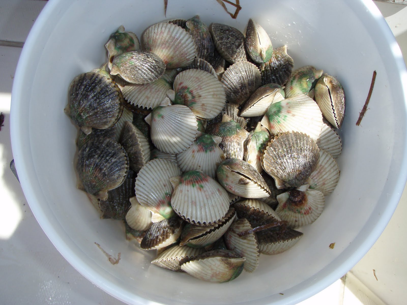 Ready or Not Scalloping