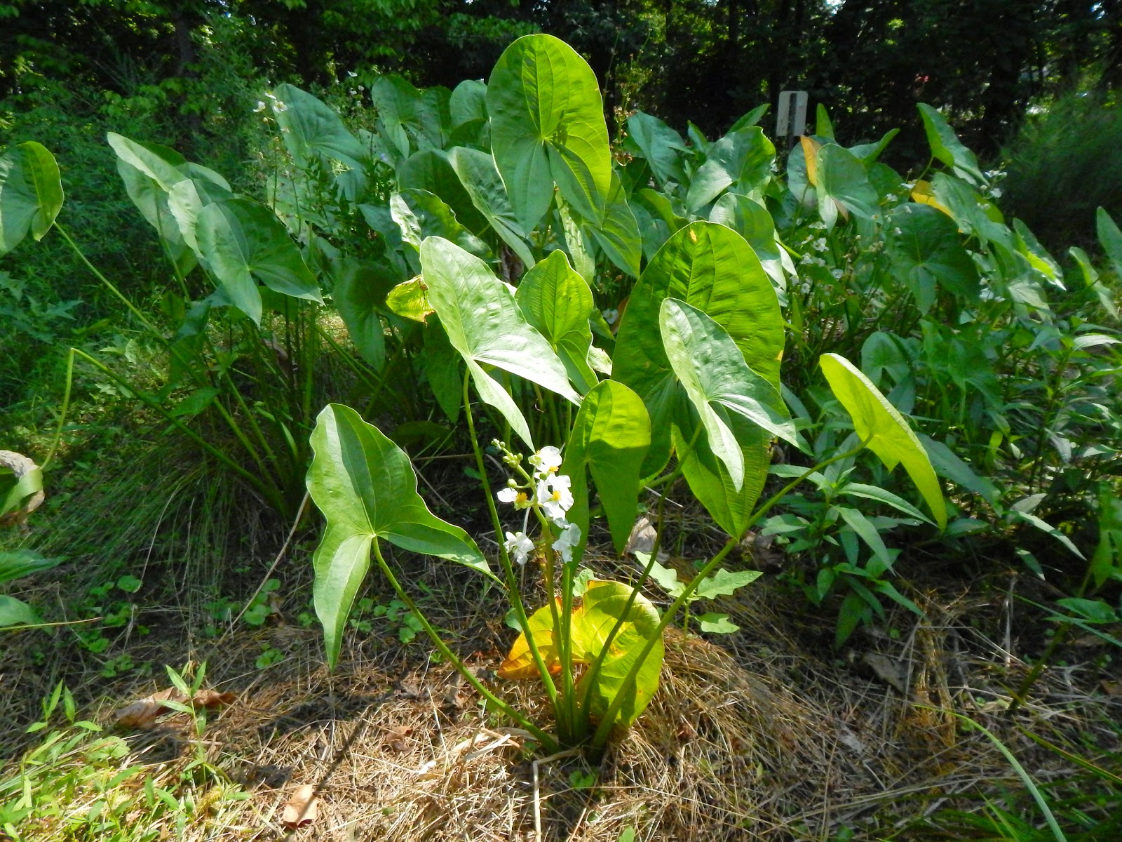 Capital Naturalist by Alonso Abugattas Katniss Arrowhead Duck Potato