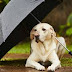 Mην αφήνετε το σκύλο σας στη  βροχή!..
