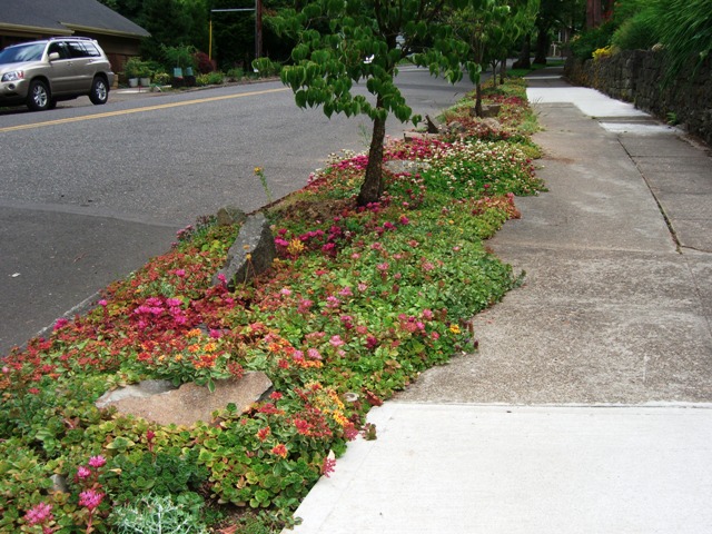 DAVE SNYDER......Real Estate......Portland, OR: No Grass! Parking strip