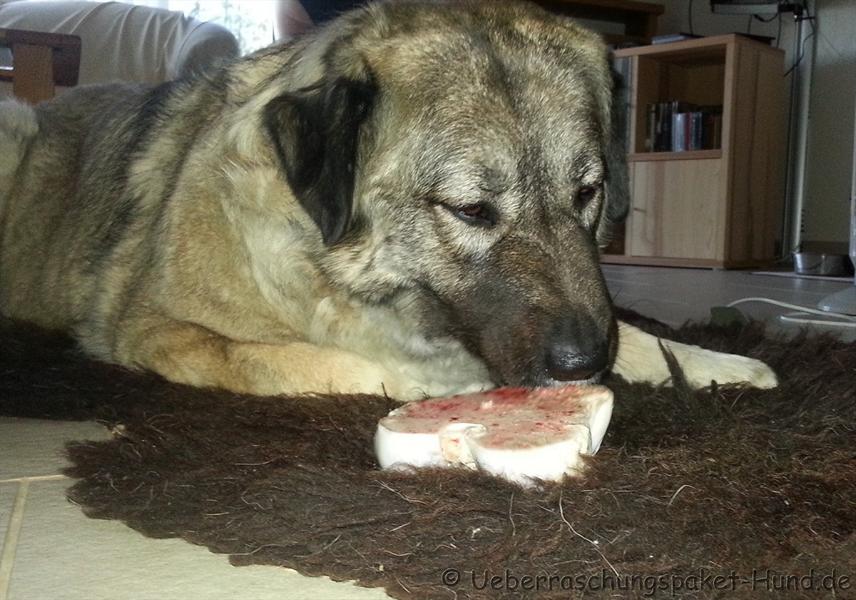 hund kaut nicht