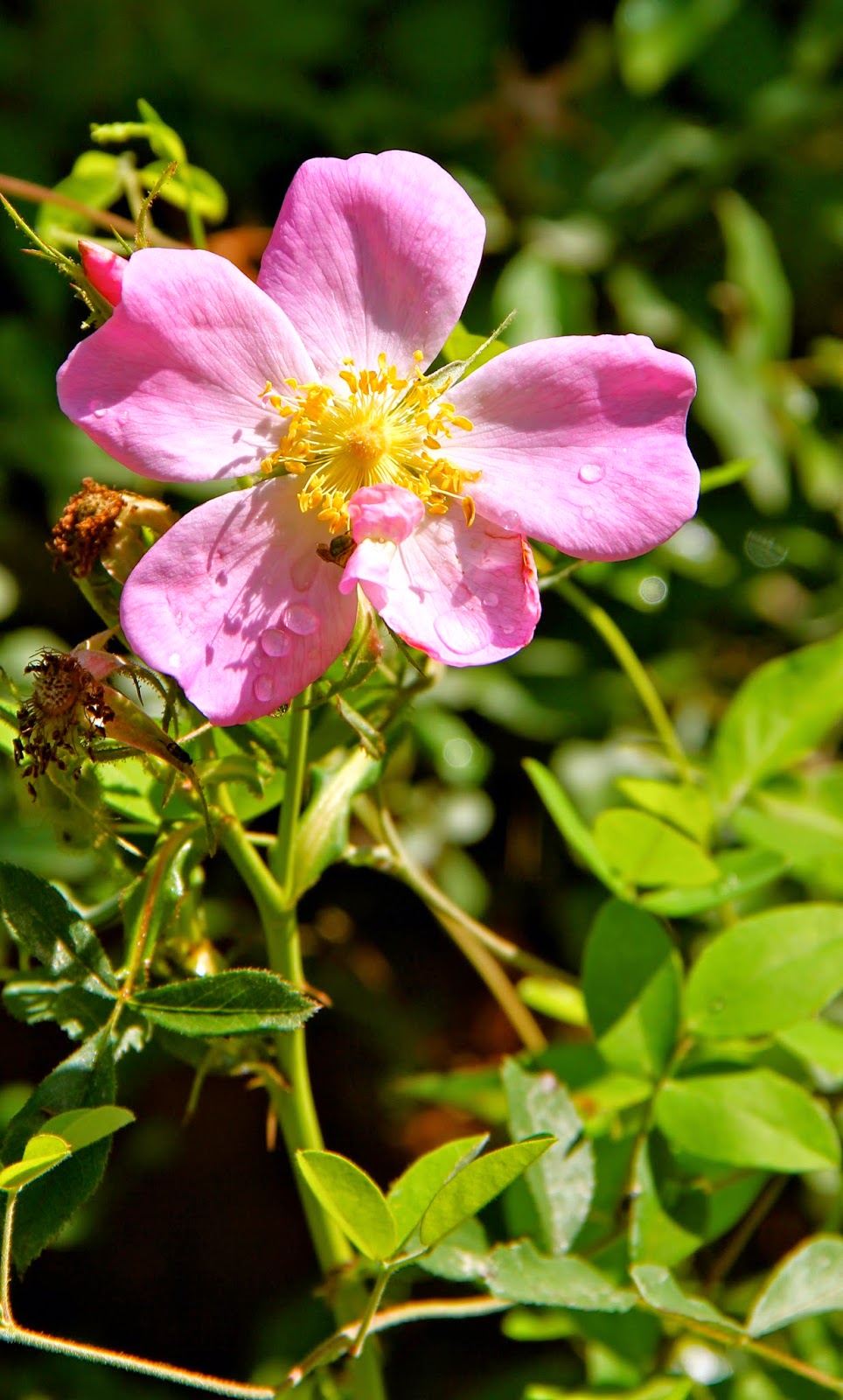 Hoot Owl Karma Roadside Roses, Rosa carolina