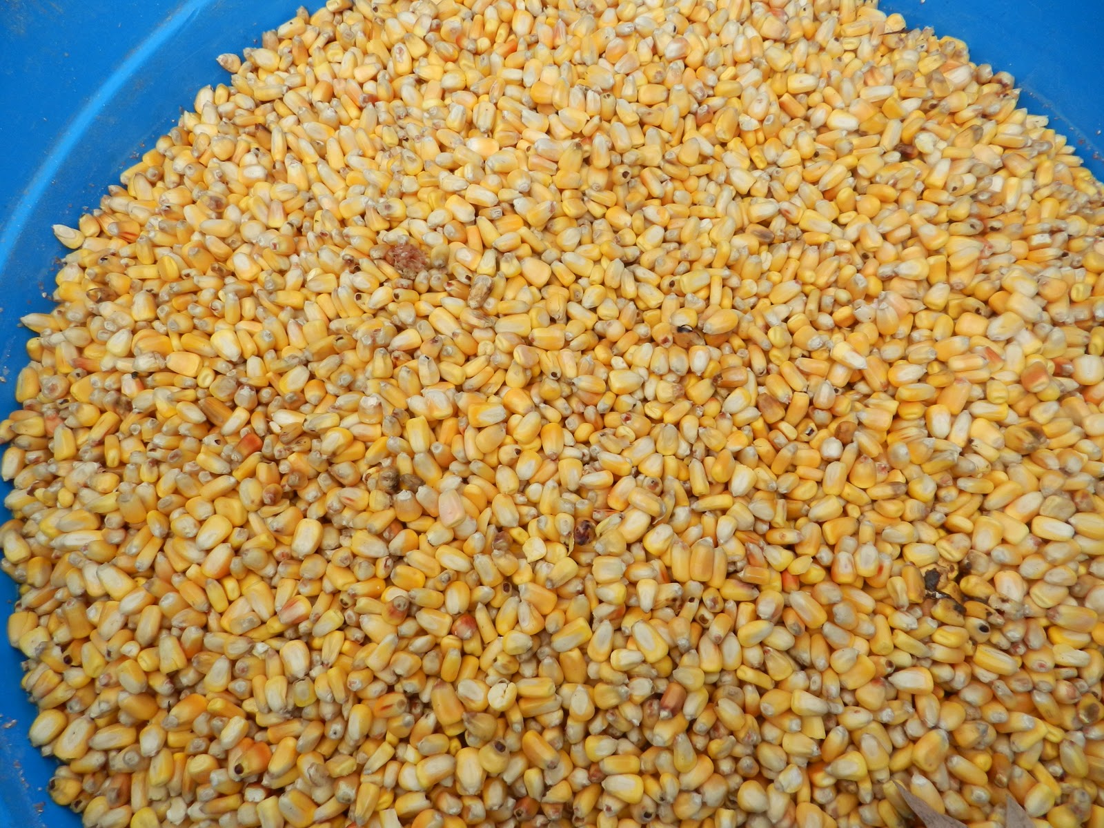 Soaking Corn for Livestock Feed