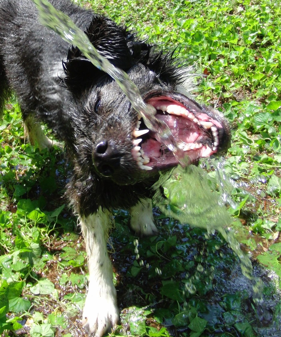 The Days of Johann, an agility dog!: Happy Birthday to my sis, Gracie!!!