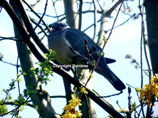 Woodpigeon in forsythia