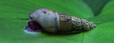 http 1 bp blogspot com zyyb5i5sffy vobrqmreqei aaaaaaaaiwy blh0rx ebvc s1600 trumpet 2bsalyangoz jpg