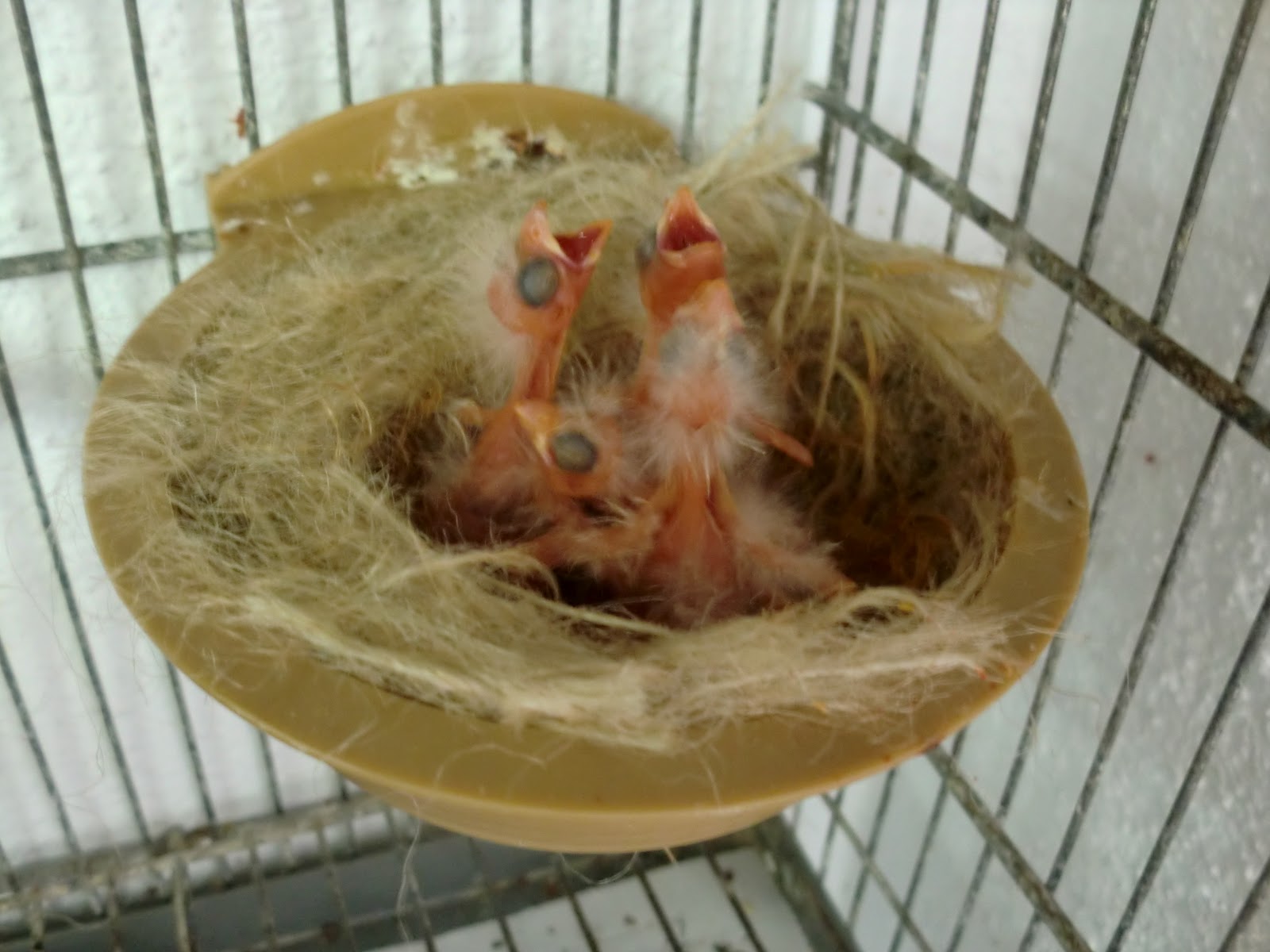 ROJOS INTENSO Y NEVADO AQUI TENEIS TODA LA HISTORIA DE UNA CRIA DE LOS