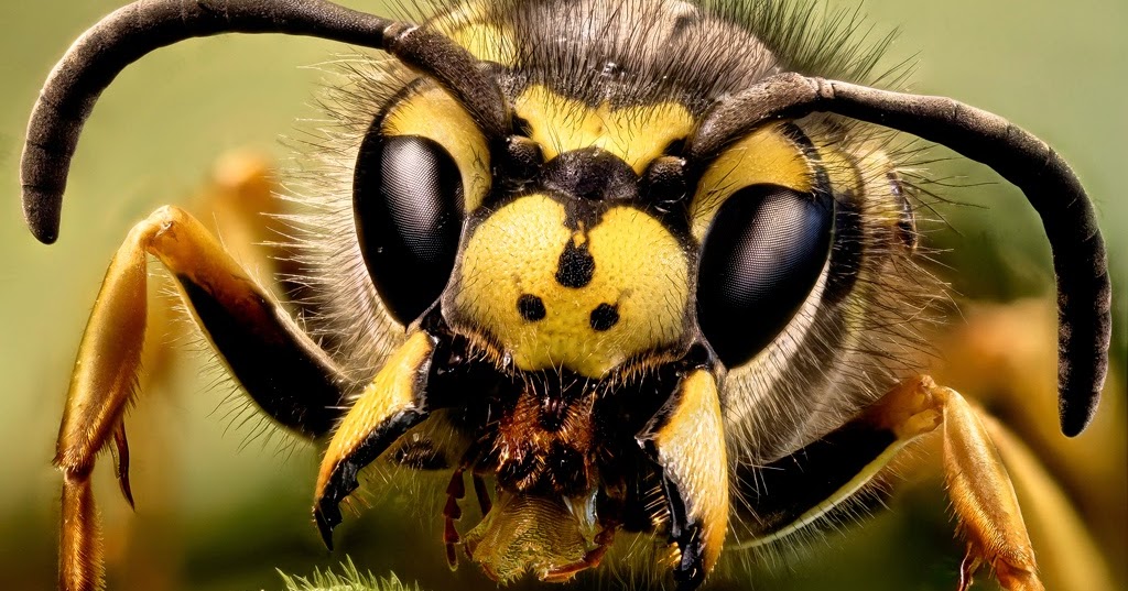 ACTUAL Y CURIOSO: Avispas que momifican a sus presas