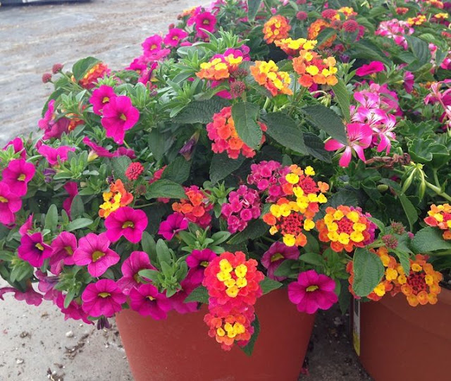 common ground : Container Planter Inspiration