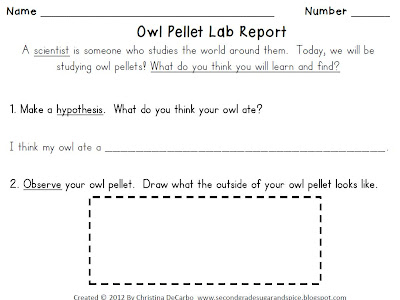 Owl Pellet Worksheet