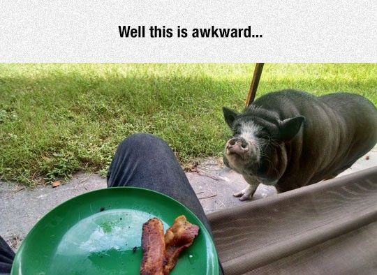 funny-man-eating-bacon-pig-watching.jpg