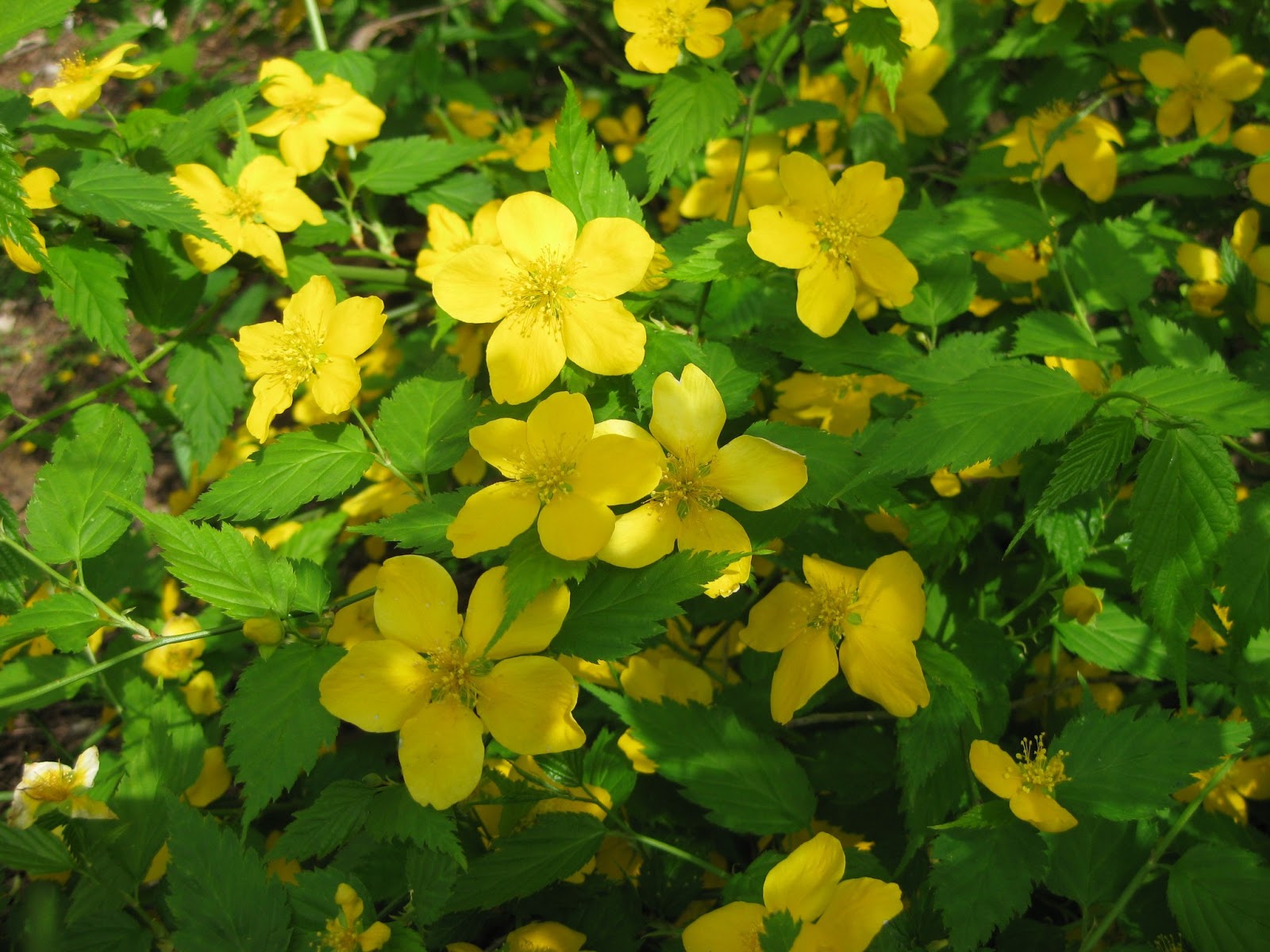 The Plant Hunter Kerria Deserves A Second Look