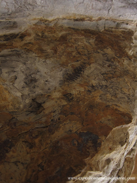 Fósseis no Parque Ischigualasto