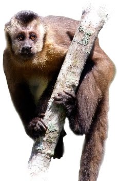 File:Macaco-prego (Cebus apella).jpg - Wikimedia Commons