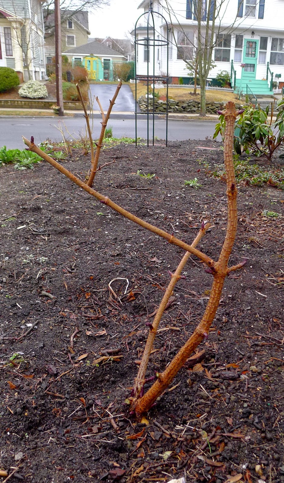 Less Noise More Green Pruning Black Lace Elderberry Bushes