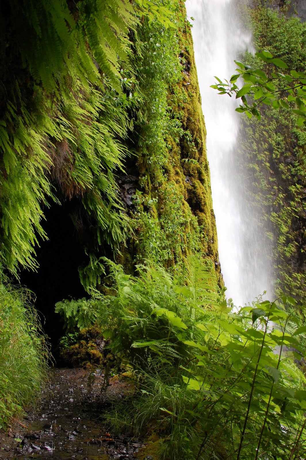 Monkey Puzzle Blog Tunnel Falls