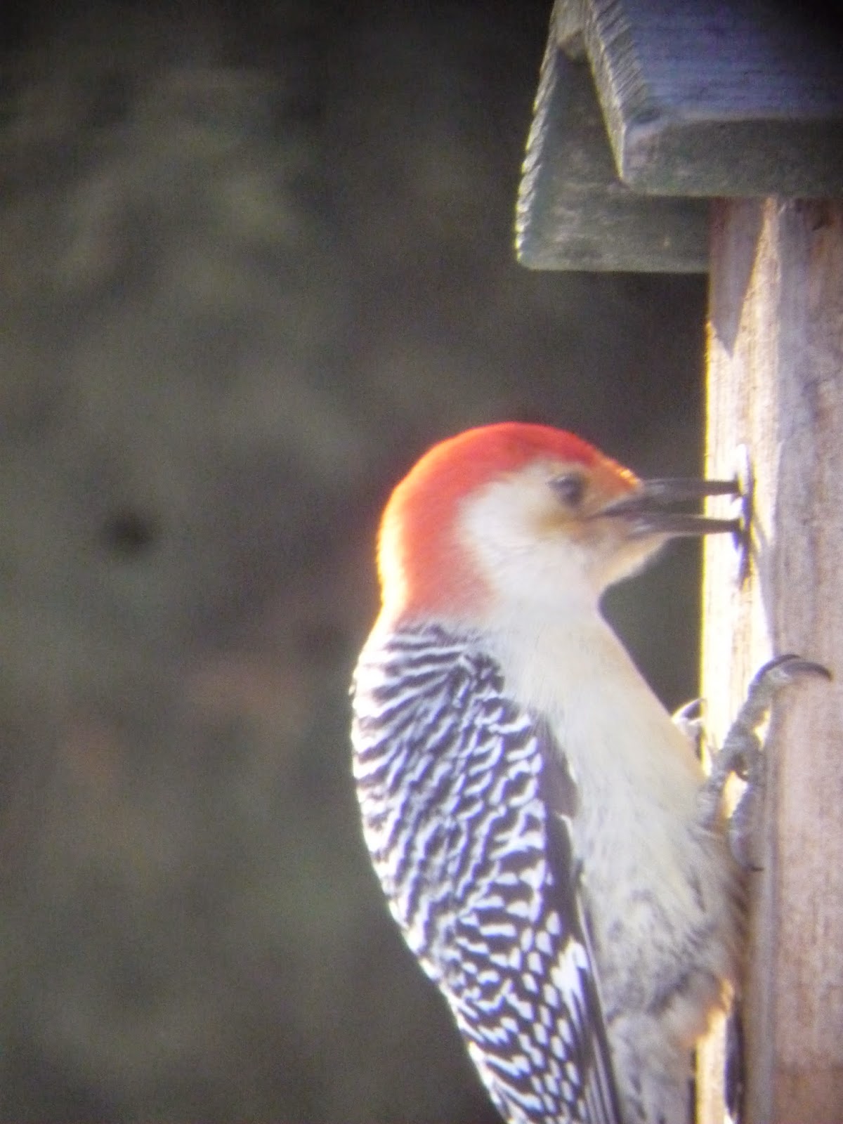 South Burlington birds Birds at peanut feederphotos South