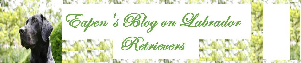 Eapen's Blog on Labrador Retrievers